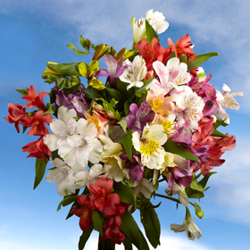 assorted-color-alstroemeria-flowers-wholesale-flowers-globalrose z
