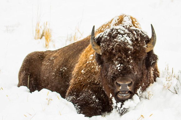 http://horsefeathersphotography.com/shop/snow-bison/