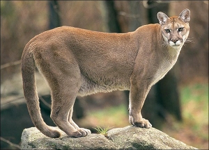 cougar-600p
